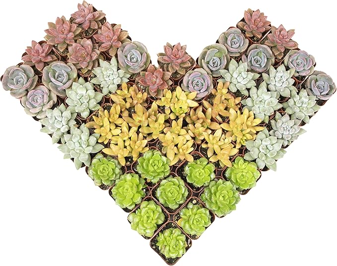 Live Succulents Plants Live Bulk Plant Tray (50 Pack), Bulk Succulents Live Indoor Plants Live Houseplants, Live Plants in Cactus and Succulent Soil Mix, Live Plant Kit Plant Gifts by Plants for Pets