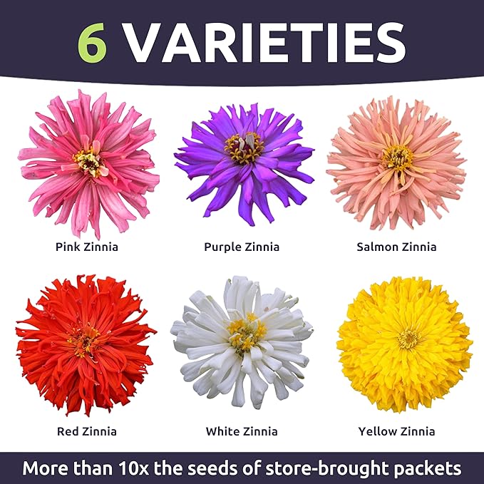 Zinnia Super Cactus Mix - Large 1 Ounce Packet - 4,000 Flower Seeds for Planting - Zinnia elegans
