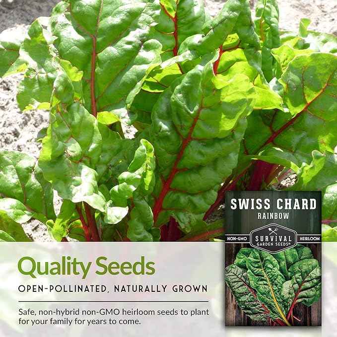 Survival Garden Seeds - Rainbow Swiss Chard Seed for Planting - Packet with Instructions to Plant and Grow Colorful Stalked Vegetable Greens in Your Home Vegetable Garden - Non-GMO Heirloom Variety