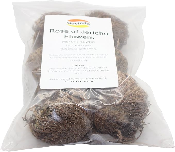 Govinda - Rose of Jericho Flower - Pack of 6