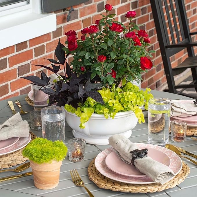 6qt Petite Knockout Red Rose