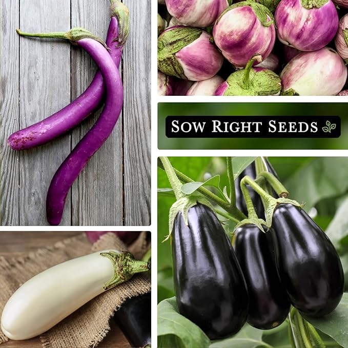 Sow Right Seeds - Eggplant Seed Collection for Planting - Black Beauty, Casper, Rosa Bianca and Long Purple Varieties - Non-GMO Heirloom Packet - Plant and Grow an Outdoor Home Vegetable Garden