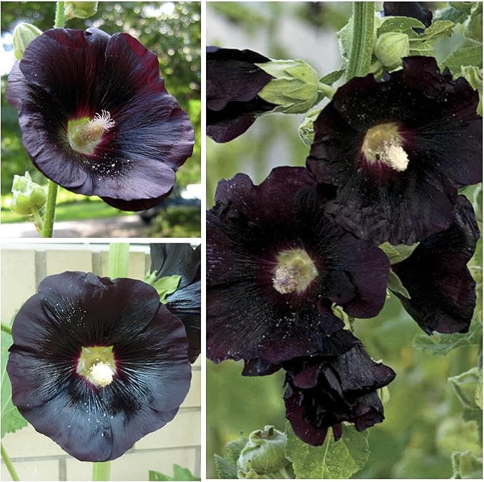 Seed Needs, Black Hollyhock Seeds - 100 Heirloom Seeds for Planting Alcea rosea - Great for Gothic Gardens, Open Pollinated Biennial That Attracts Pollinators (2 Packs)