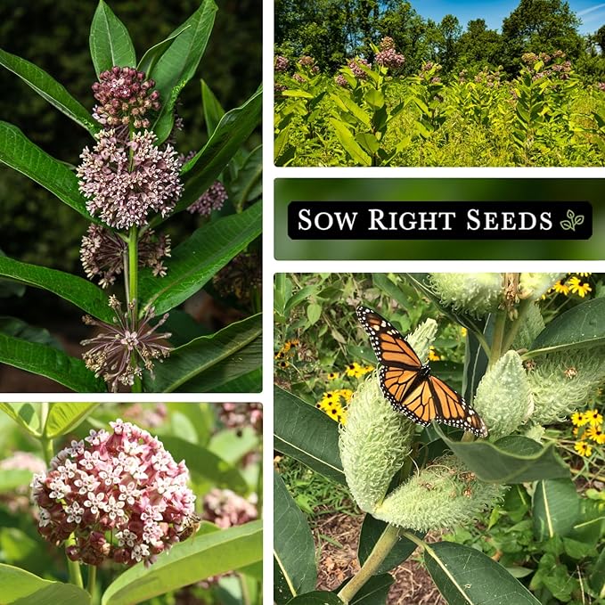 Sow Right Seeds - Common Milkweed Seeds for Planting - Attract Monarch Butterflies to Your Garden - Non-GMO Heirloom Seed Packet with Full Instructions to Plant - Perennial Plant for Pollinators (2)