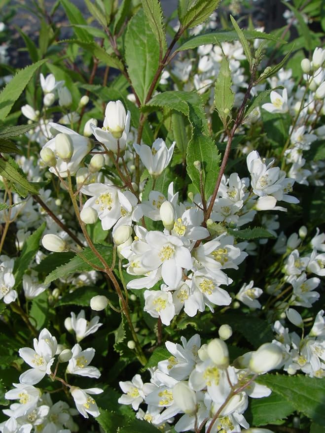 Deutzia gracilis 'Nikko' (Nikko Deutzia) Shrub, white flowers, #2 - Size Container