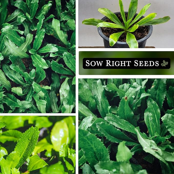 Sow Right Seeds - Culantro Seeds for Planting - Non-GMO Heirloom Packet with Instructions to Grow a Kitchen Herb Garden - Great Addition to Your Cooking - Unique and Zesty Herb from Puerto Rico