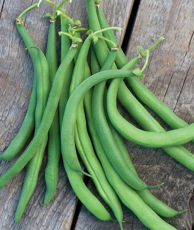 Burpee White Half Runner Pole Bean Seeds 2 ounces of seed