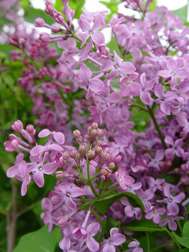 Syringa X hya. 'Pocahontas' (Lilac) Shrub, purple flowers, #3 - Size Container