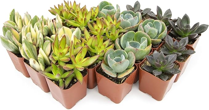 Succulents Plants Live (20PK) Potted Succulent Plants Live House Plants, Cactus Plants Live Plants Indoor Plants Live Houseplants, Indoor Plant Succulents Live Plant House Plant by Plants for Pets