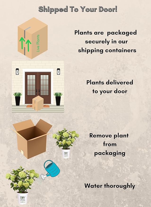 Little Lime Hydrangea 2 Gal, Green to Pink Blooms