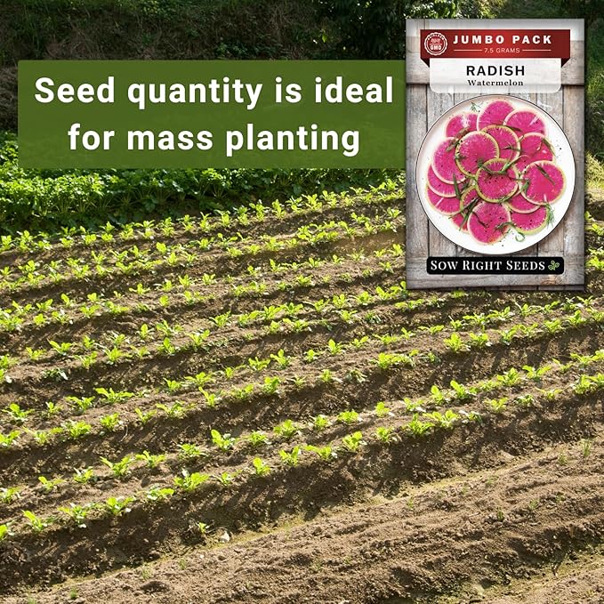 Sow Right Seeds - Bulk Watermelon Radish Seed for Planting - 10 Grams, 950 Seeds - Non-GMO Heirloom Jumbo Pack with Instructions to Plant a Home Vegetable Garden - Grow Loads of This Rare Veggie