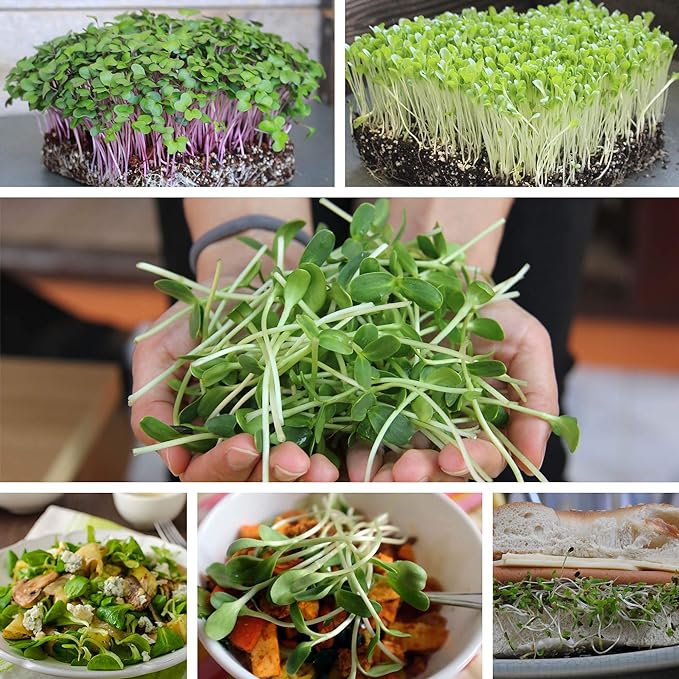 Slow Bolt Cilantro Herb Garden Seeds - 1 Lb ~40,000 seeds - Non-GMO Heirloom Slow Bolt Cilantro Herb Seeds (Coriander) - Outdoor Garden, Indoor Garden, Countertop Microgreens, Organic Micro Greens Kit