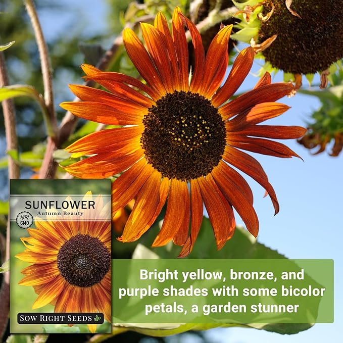 Sow Right Seeds - Autumn Beauty Sunflower Seeds for Planting - Beautiful Giant Flower to Plant - Non-GMO Heirloom Packet with Instructions - Maroon and Yellow Petals - Unique Summer Blooms (1)