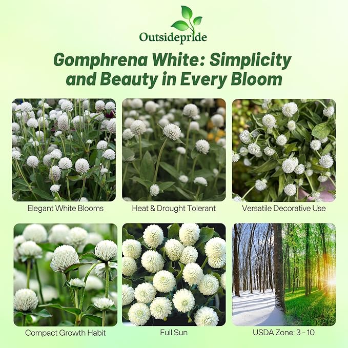 Outsidepride 1000 Seeds Annual White Gomphrena Globosa Flower Seed for Planting