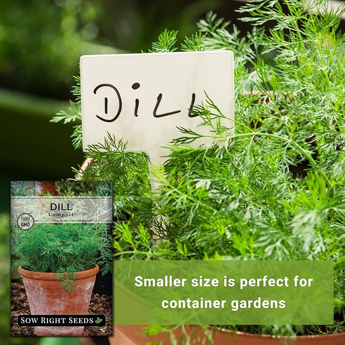 Sow Right Seeds - Compact Dill Seeds for Planting - Non-GMO Heirloom Packet with Instructions to Grow an Outdoor or Indoor Herb Garden - Great for Pickling - The Perfect Patio & Container Size (1)