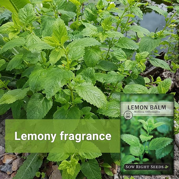 Sow Right Seeds - Lemon Balm Seeds for Planting - Non-GMO Heirloom Packet With Instructions - Easy to Grow Herb Garden - Aromatic Medicinal Herb and Great for Herbal Teas - Perennial Mint Relative (3)