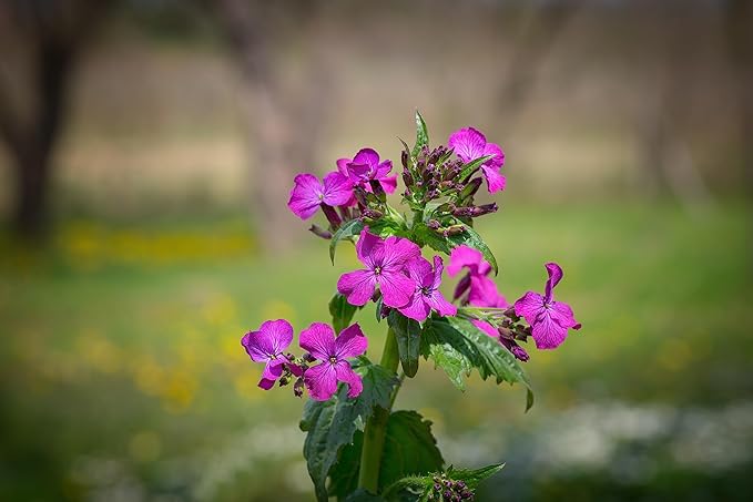 50 Lunaria Biennis Seeds - Silver Dollars, Money Plant, Honesty Plant, Moonwort