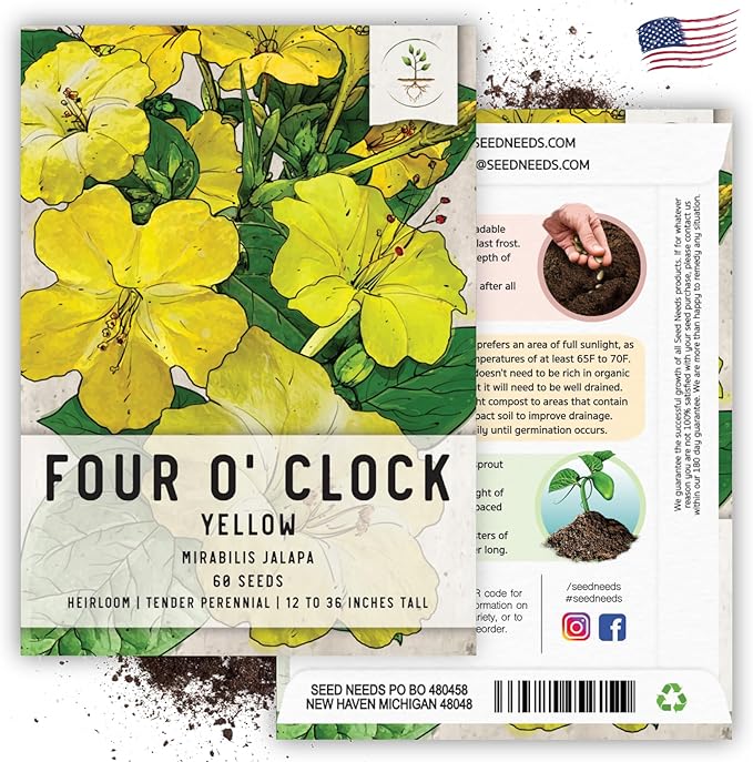 Seed Needs, Yellow Four O' Clock Seeds - 60 Heirloom Seeds for Planting Mirabilis Jalapa - Tender Perennial Flowers to Attract Butterflies, Hummingbirds & Other Pollinators (1 Pack)