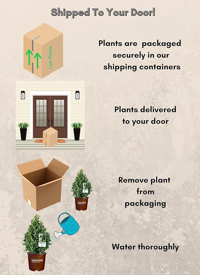 3 Gallon Southern Living Plant Collection Holly Oakland Shrub