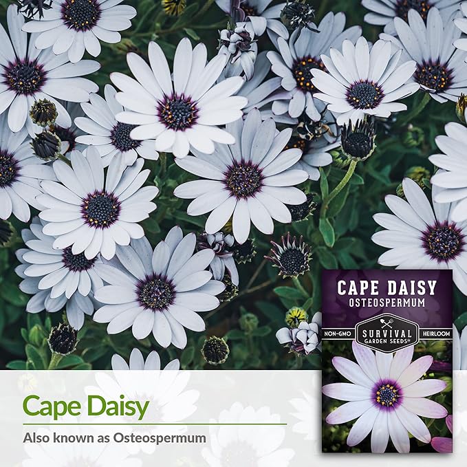 1 Pack Cape Daisy Seed for Planting - Packet with Instructions to Grow Beautiful White & Purple Osteospermum Daisy Plant in Your Home Flower Garden - Non-GMO Heirloom Variety - Survival Garden Seeds