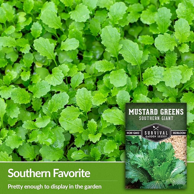 Survival Garden Seeds - Southern Giant Mustard Greens Seed for Planting - 3 Packets with Instructions to Grow Spicy Brassica Juncea Leaves in Your Home Vegetable Garden - Non-GMO Heirloom Variety