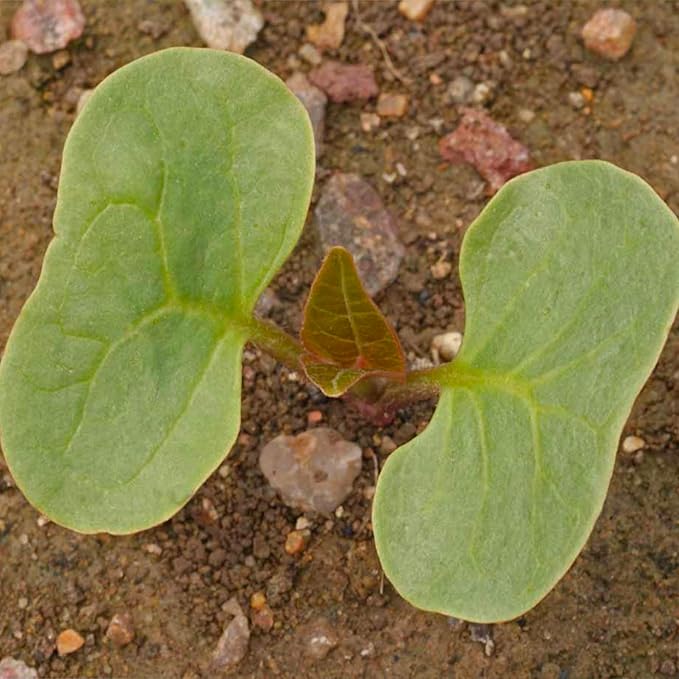 Seed Needs, Yellow Four O' Clock Seeds - 60 Heirloom Seeds for Planting Mirabilis Jalapa - Tender Perennial Flowers to Attract Butterflies, Hummingbirds & Other Pollinators (1 Pack)