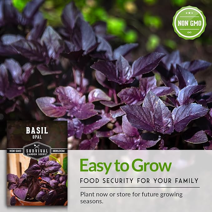 Survival Garden Seeds - Opal Basil Seed for Planting - Packet with Instructions to Plant and Grow Delicious & Unique Purple Basil Herb Plants in Your Home Vegetable Garden - Non-GMO Heirloom Variety