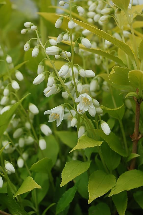 Proven Winners - Deutzia gracilis Chardonnay Pearls (Chardonnay Pearls Deutzia) Shrub, white flowers, #2 - Size Container
