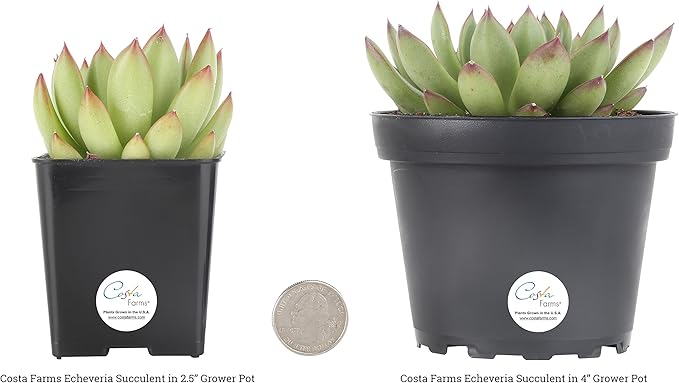 Costa Farms Grower Pot, 4-Pack Echeveria Succulents Live Indoor Plant 3-Inches Tall, in Grower's Pot