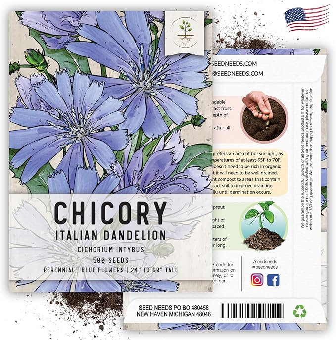 Seed Needs, Chicory Seeds - 500 Heirloom Seeds for Planting Cichorium intybus - Blue Floweres/Wildflowers, Non-GMO & Untreated, Italian Dandelion (5 Packs)