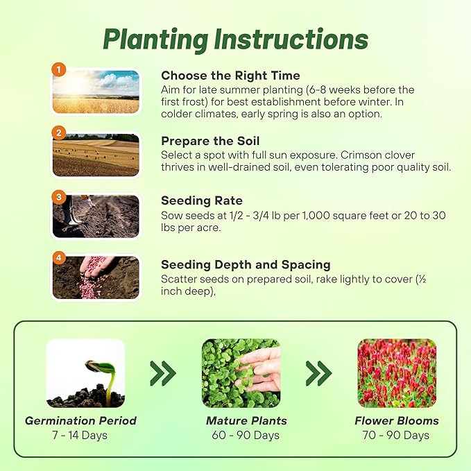 Outsidepride Crimson Clover Seeds - 1/4 lbs. Annual, Nitrocoated, & Inoculated Ground Cover Seeds, Ideal Clover Seed for Lawn, Cover Crop, Pasture, Hay, Green Manure & Wildlife Forage
