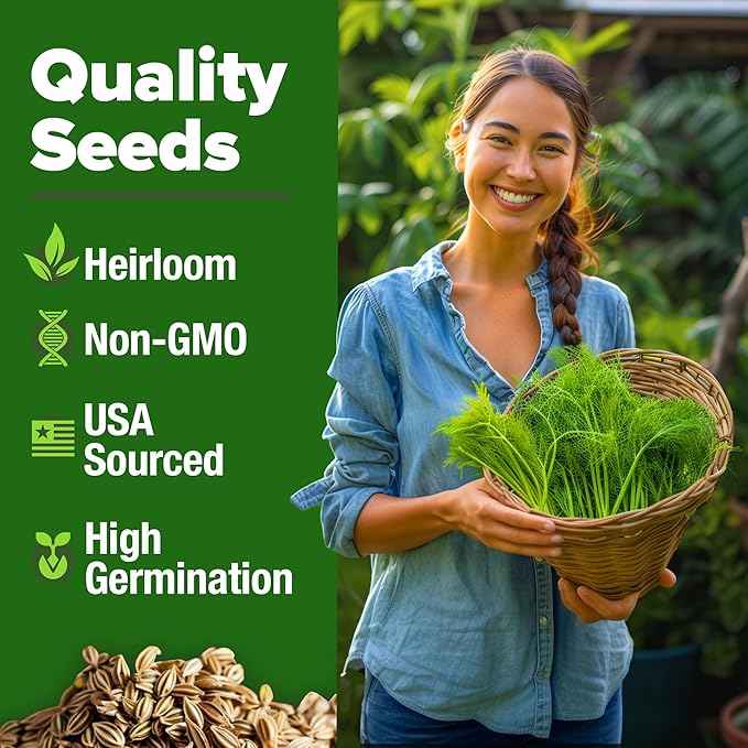 HOME GROWN Dill Seeds 2 Pack (Anethum Graveolens) - 2028 Non-GMO Heirloom Herb Seeds for Planting Indoors or Outdoors, High Germination, Ideal for Herb Gardens, Pots, and Cooking Flavorful Dishes