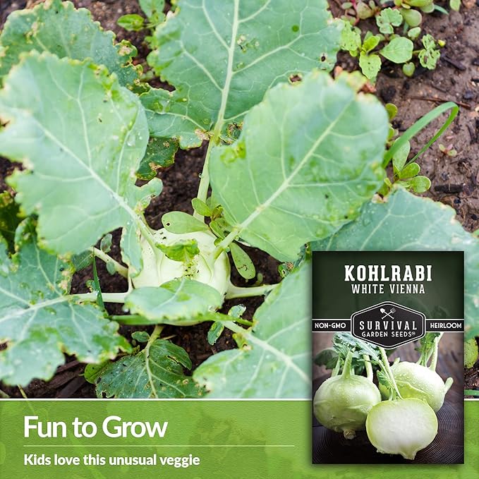 Survival Garden Seeds - White Vienna Kohlrabi Seed for Planting - 2 Packs with Instructions to Plant and Grow Unique Cruciferous Vegetables in Your Home Vegetable Garden - Non-GMO Heirloom Variety