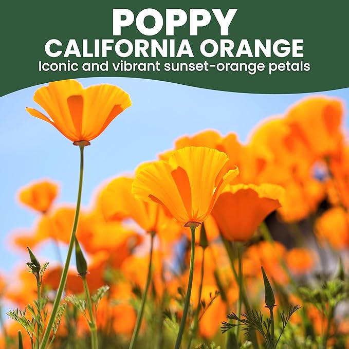 California Poppy Orange - Large 2,500mg Envelope - 1,000 Flower Seeds for Planting - Eschscholzia californica
