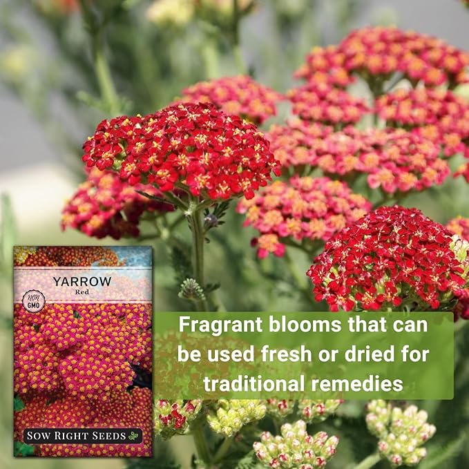 Sow Right Seeds - Achillea Yarrow Red Seeds for Planting - Flowering Herb to Plant in Your Home Garden - Non-GMO Heirloom Packet with Instructions - Favorite Perennial to Attract Pollinators