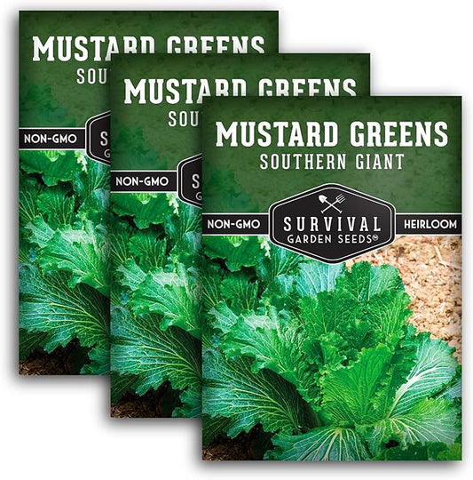 Survival Garden Seeds - Southern Giant Mustard Greens Seed for Planting - 3 Packets with Instructions to Grow Spicy Brassica Juncea Leaves in Your Home Vegetable Garden - Non-GMO Heirloom Variety