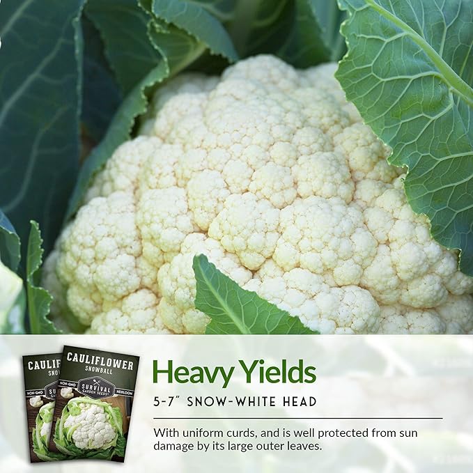 Snowball Cauliflower Seed for Planting - 3 Packets with Instructions to Plant & Grow Amazing White Vegetables in Your Home Vegetable Garden - Non-GMO Heirloom Variety - Survival Garden Seeds