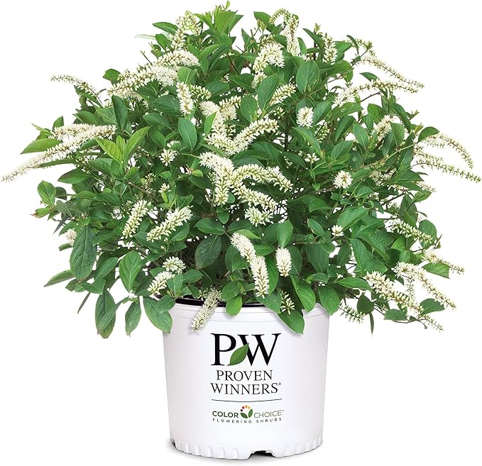 Sweetspire Scentlandia Itea, 2 Gallon, White Blooms