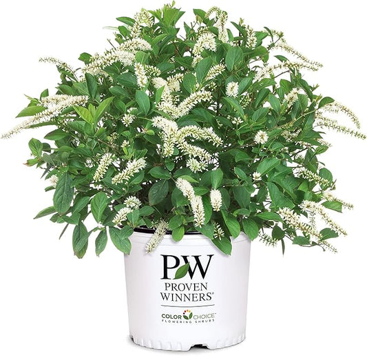 Sweetspire Scentlandia Itea, 2 Gallon, White Blooms