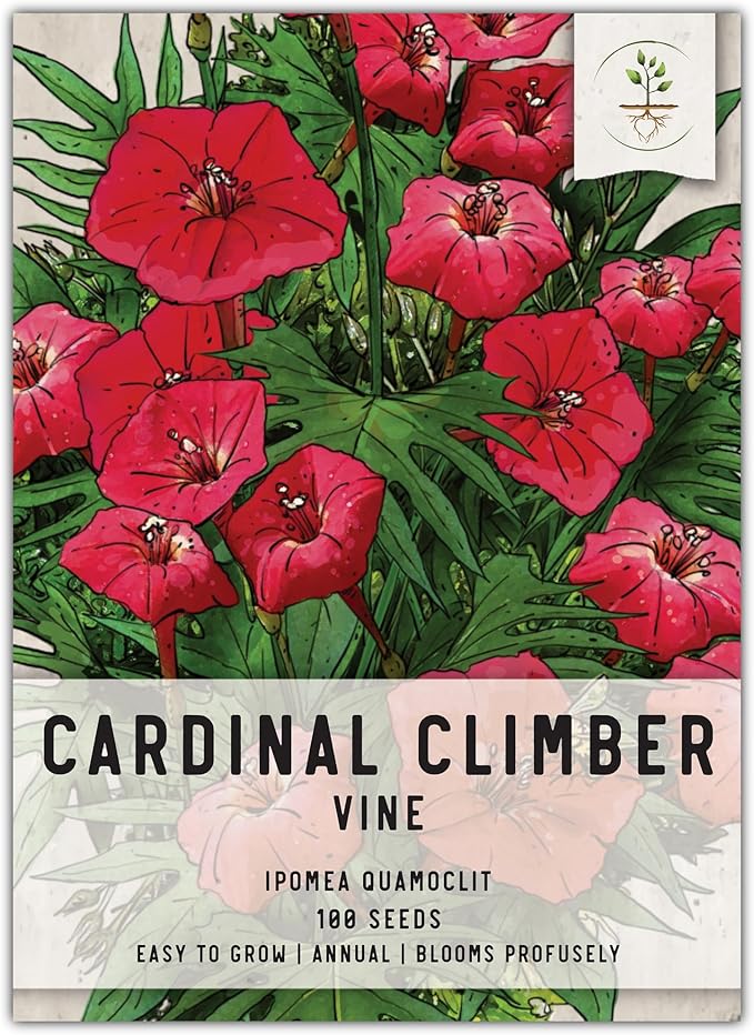 Seed Needs, Cardinal Climber Seeds - 100 Heirloom Seeds for Planting Ipomea Quamoclit - Open Pollinated & Untreated, Attracts Pollinators (1 Pack)