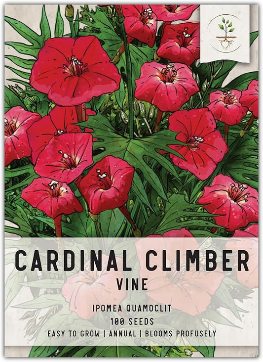 Seed Needs, Cardinal Climber Seeds - 100 Heirloom Seeds for Planting Ipomea Quamoclit - Open Pollinated & Untreated, Attracts Pollinators (1 Pack)