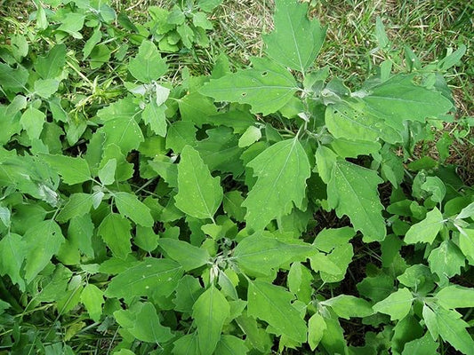 KVITER 5000 Lambs Quarter Seeds (Chenopodium Album) - Lambsquarter, White Goosefoot, Wild Spinach (Fat-Hen) - Edible Weeds, Heirloom Seeds, Drought-Tolerant Herb Seeds, Ideal for Kitchen Garden