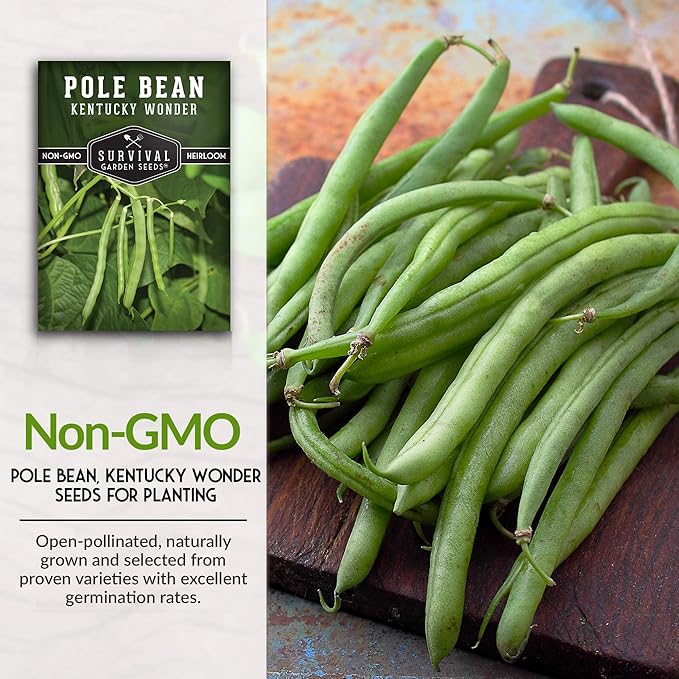 Survival Garden Seeds - Kentucky Wonder Pole Bean Seed for Planting - 3 Packs with Instructions to Plant and Grow Green Snap Beans in Your Home Vegetable Garden - Non-GMO Heirloom Variety