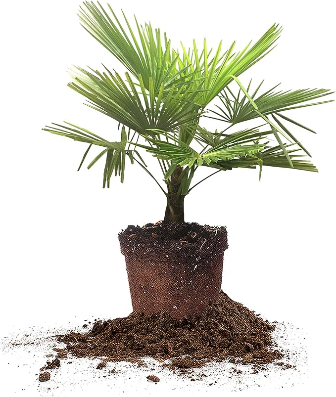 Windmill Palm 3 Gallon