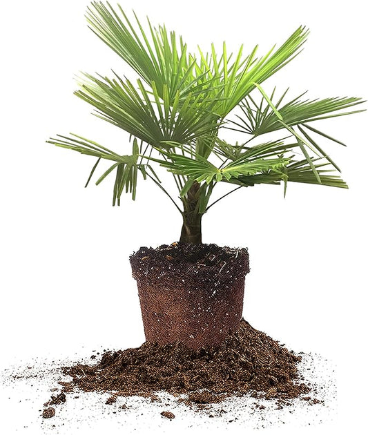 Windmill Palm 3 Gallon