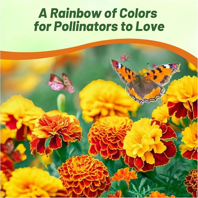 Outsidepride French Marigold Seeds Mix - 1000 Pcs Annual, Compact, Heat & Drought Tolerant Flower Seeds for Planting w/Orange & Yellow Prolific Blooms, Ideal for Vibrant Pollinator Gardens