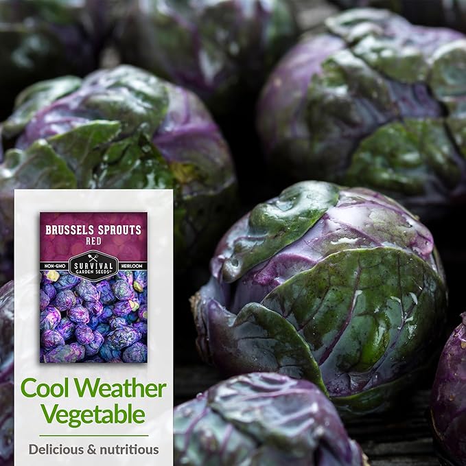 Red Brussels Sprouts Seed for Planting - 2 Packets with Instructions to Plant and Grow Unique Brassica Plants in Your Home Vegetable Garden - Non-GMO Heirloom Variety - Survival Garden Seeds