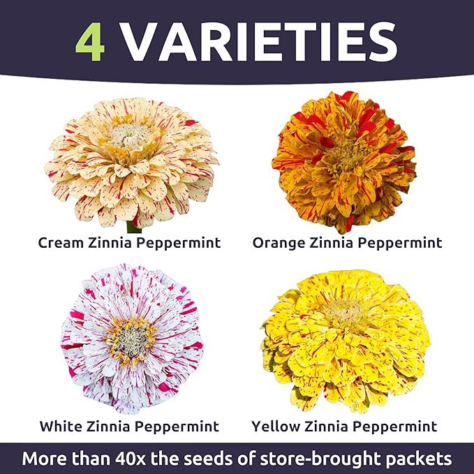 Zinnia Peppermint Stick - Bulk 1/4 Pound Pouch - 15,000 Flower Seeds for Planting - Zinnia elegans