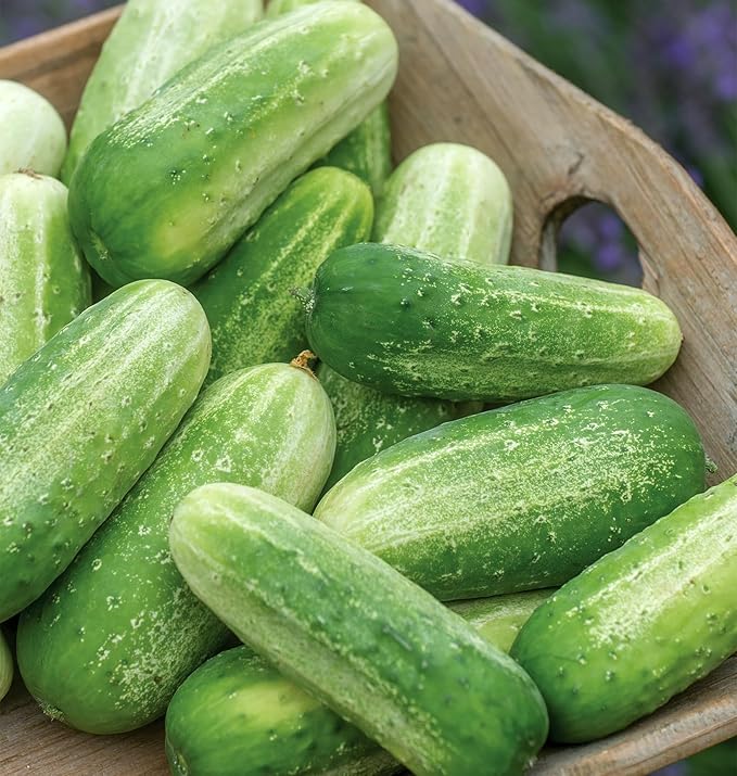 Burpee 'Picklebush' Pickling Cucumber Seeds, 50 Non-GMO seeds, Container Friendly, Burpee Exclusive