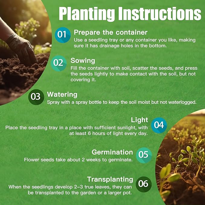 Tuberose Seeds for Planting, Pack of 50 Pink Tuberose Flower Seeds for Planting